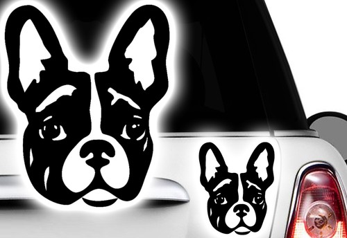 Adesivi auto bulldog - auto,