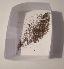 1000 semi di tabacco Burley