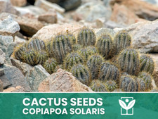 Copiapoa Solaris – 10 Semi