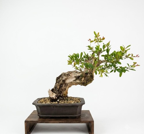 Bonsai melograno - di,