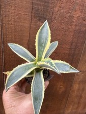 Americana Agave Variegata