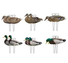 Caccia stampo mallard - caccia,