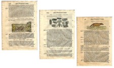 Stampe antiche ERBARIO