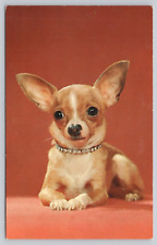 Chihuahua Dog Puppy Cute