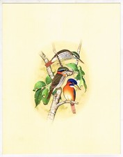 Dipinto Di Uccelli Fatto A