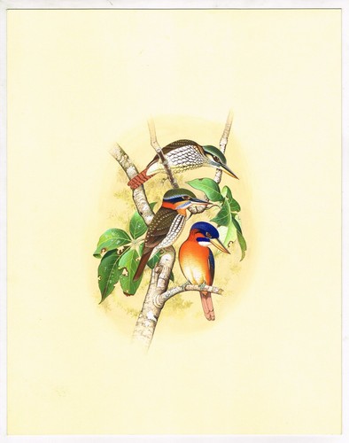 Dipinto uccelli fatto - di,