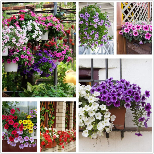 Petunia seeds80000 pcs - petunia, +