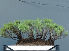 Bonsai di Timo Mediterraneo