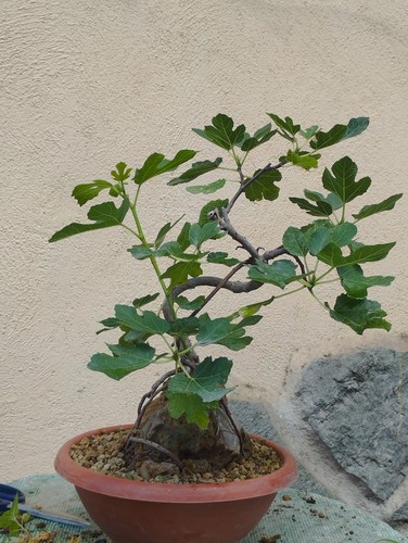 Bonsai ficus 30x14 - bonsai,