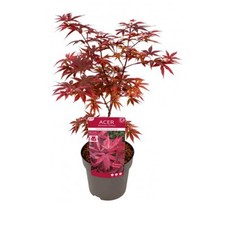 Acero rosso giapponese 1 - rosso,