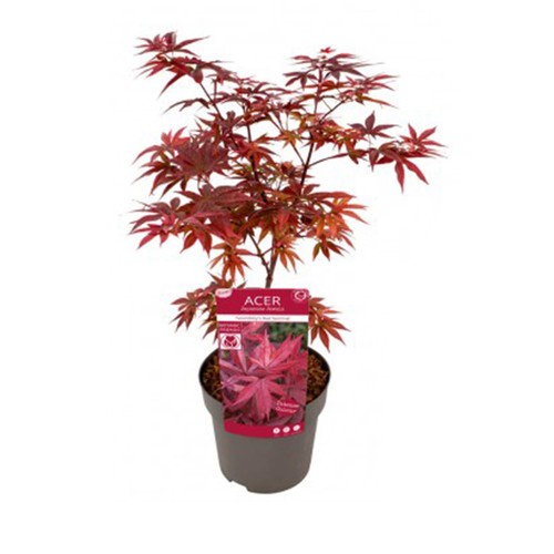 Acero rosso giapponese - giapponese, 1