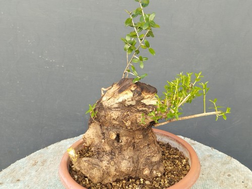 Bonsai olivastro 30x20cm - 30x20cm, in