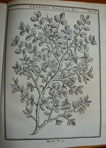 Botanica fig 1755 ramno - -,