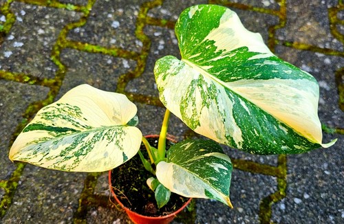 Bellissima crema monstera thai - monstera,