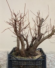 bonsai prebonsai di acero