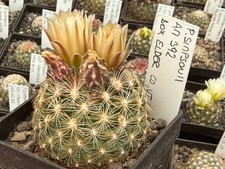 Pediocactus simponii am392 - simponii,