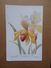 § carte ORCHIDÉE
