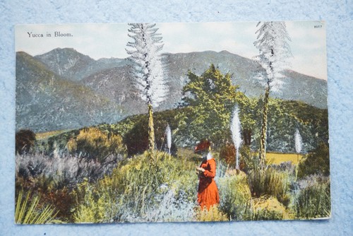 Yucca bloom - in,