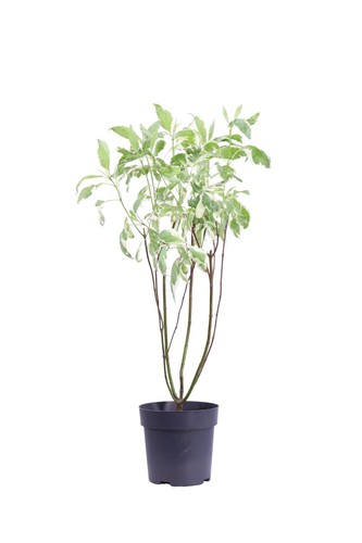 Pianta vera corniolo cornus - pianta,