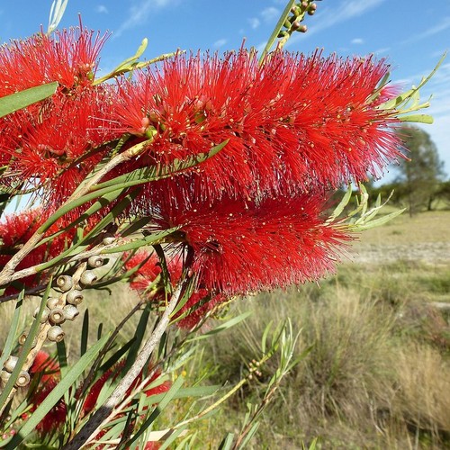 Scarlet bottlebrush - scarlet,