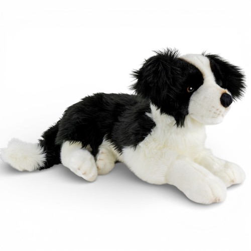 Carl dick border collie - dick,