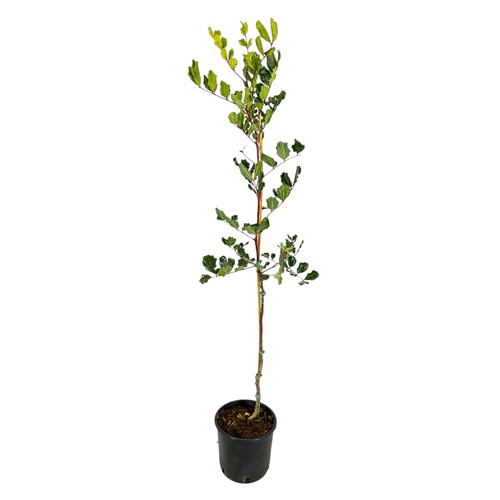 Pianta albero carrubo - albero, di