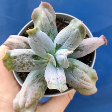Echeveria culibra pot cm - culibra, 10,50