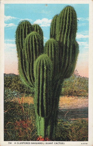Sahuaro grappolo cactus - un, a