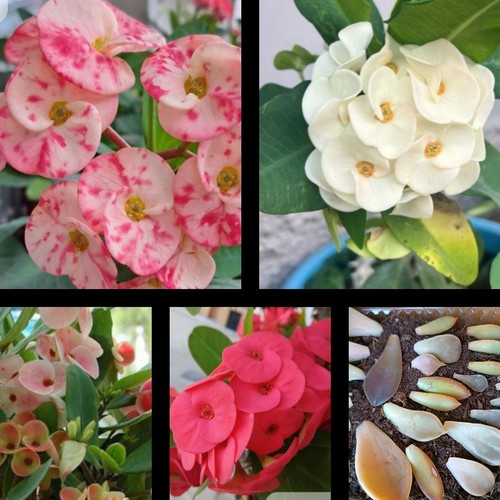 Euphorbia milli flor grande - 6,