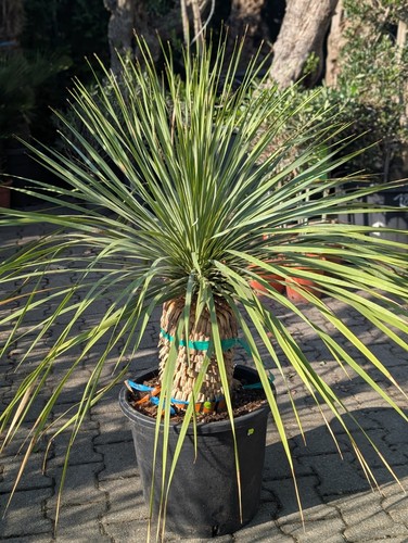 Yucca rostrata resistente - yucca,