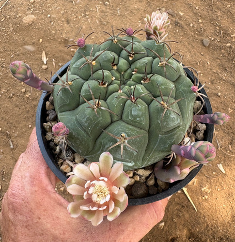Gymnocalycium pflanzii - gymnocalycium,
