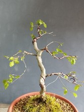 Bonsai Carpino Bianco 39x7cm In Vaso Pianta Interno Esterno Pre Bonsai Yamadori 