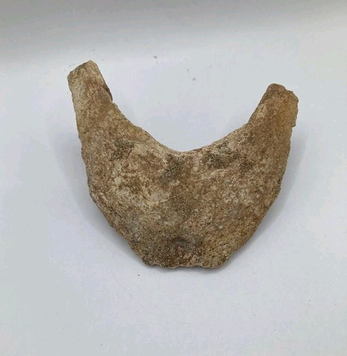 Frammento guscio di - frammento,