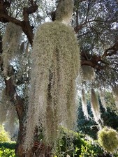 Tillandsia usneoides mousse - tillandsia,