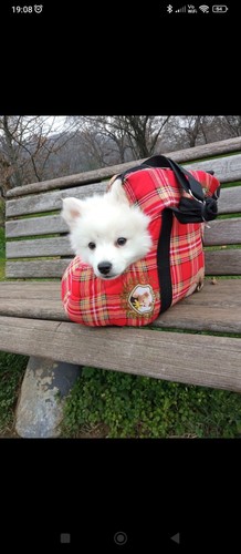 Borsa trasportino cane o - borsa,