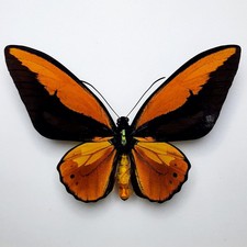 Ornithoptera croesus lydius