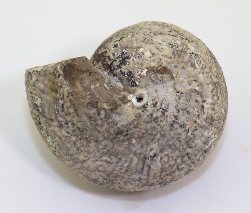 Ammonite stenarcestes - ammonite,,