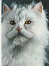 Postcard - Cat - Gatto