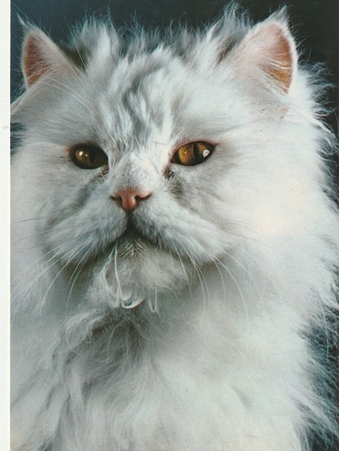 Postcard cat gatto - postcard,