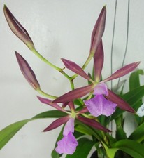 Epicyclia Gemme Nere