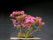 Bonsai azalea resistente - azalea,