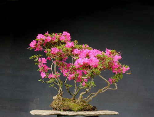 Bonsai azalea resistente - di,