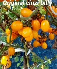 25 semi pomodoro datterino