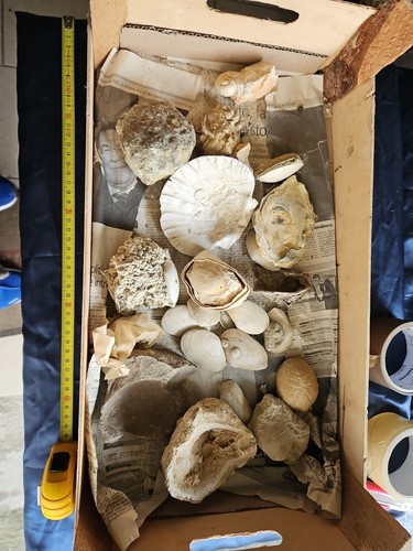 Lotto bivalve gasteropodi - lotto,