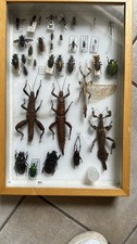 teca fatta a mano  - classificazione entomologica Ogni insetto è reale!