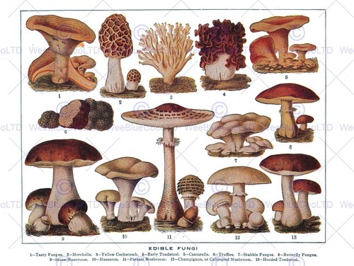 87393 disegno funghi - 87393,