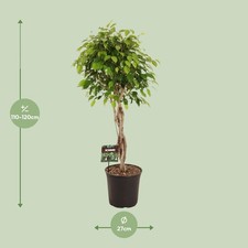 Pianta ficus benjamina ø27 - benjamina,