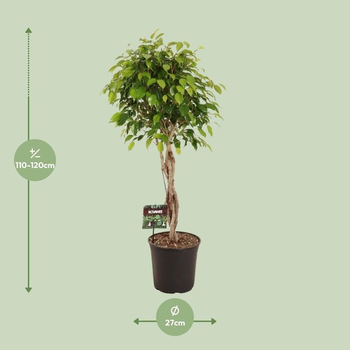 Pianta ficus benjamina ø27 - pianta, di