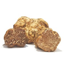 Tartufo Bianchetto (Tuber