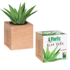 Flortis plantacube seme terriccio pianta aloe vera pronta da far germinare